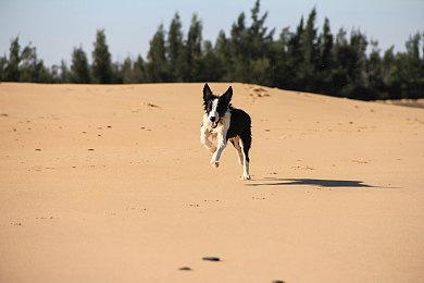 《赛博朋克2077》沉浸式MOD 调整警队火力等级